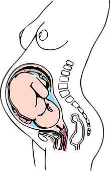 Kinésithérapie de la femme enceinte