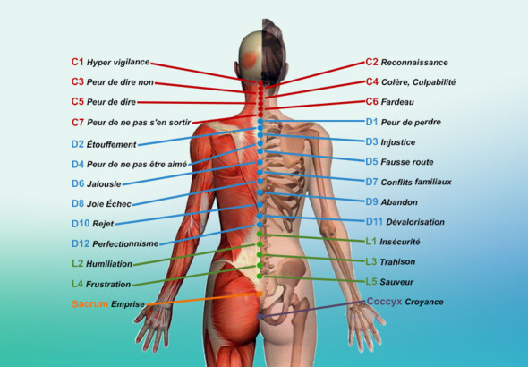 Le Somato-emotionnel et l'Ostéopathie